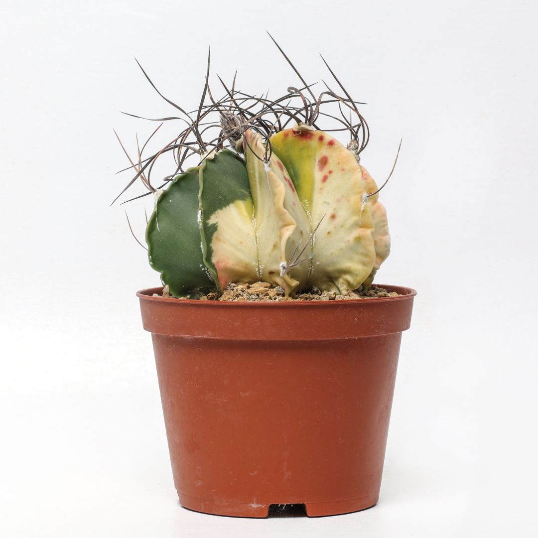 Astrophytum capricorne variegato Ø 10,5 cm