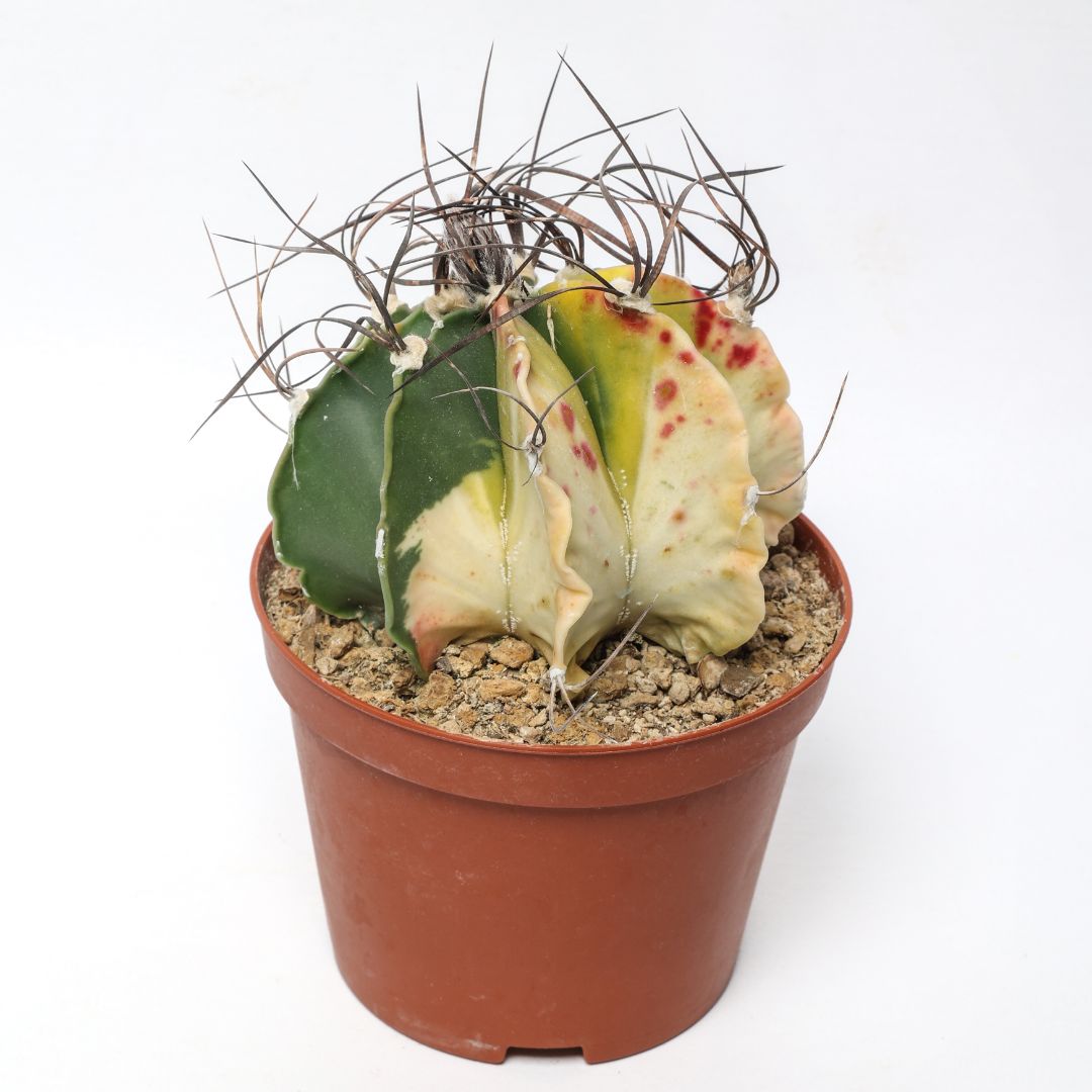 Astrophytum capricorne variegato Ø 10,5 cm