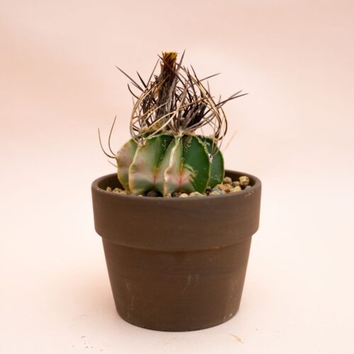 Astrophytum capricorne variegato Ø 10 cm 811F
