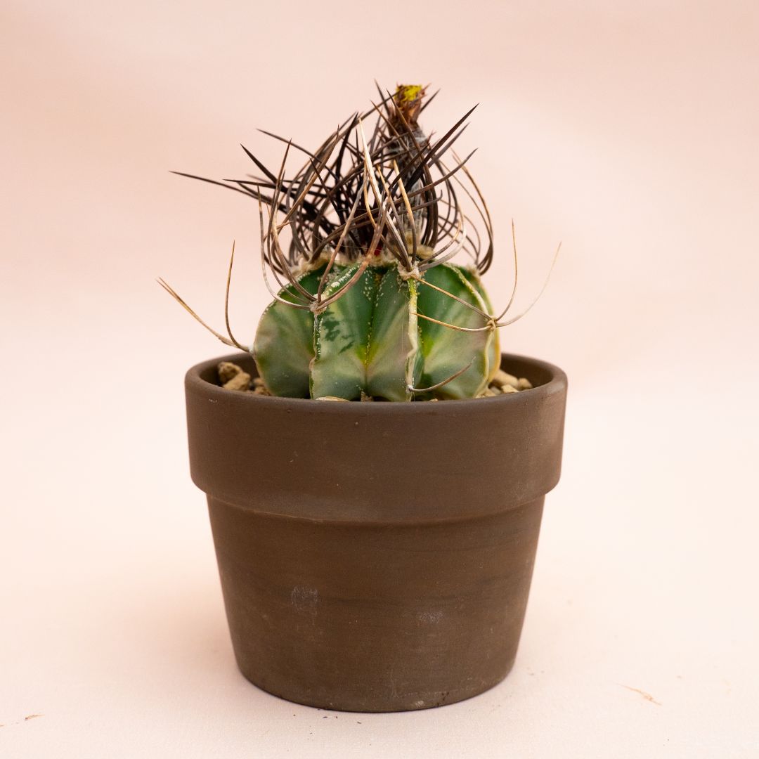 Astrophytum capricorne variegato Ø 10 cm 811F