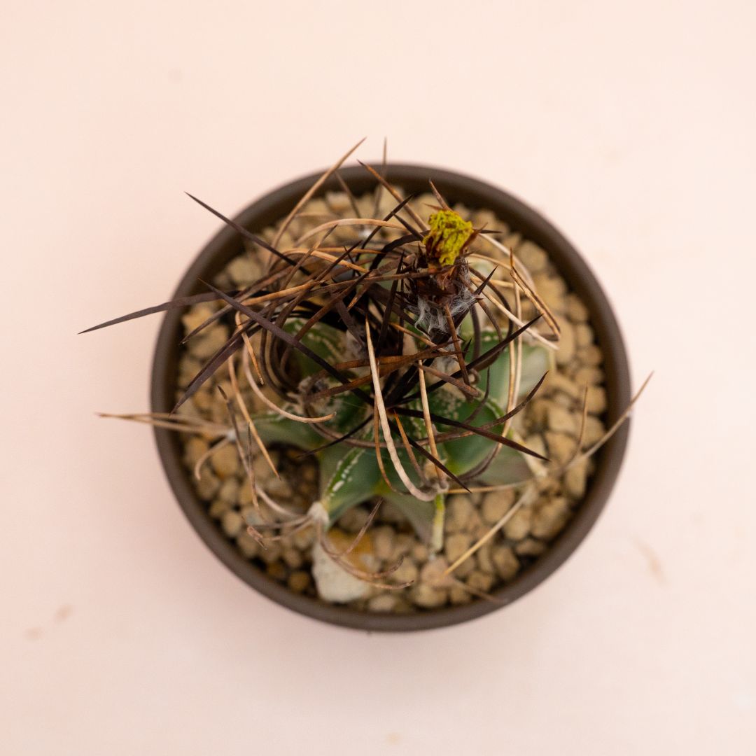 Astrophytum capricorne variegato Ø 10 cm 811F