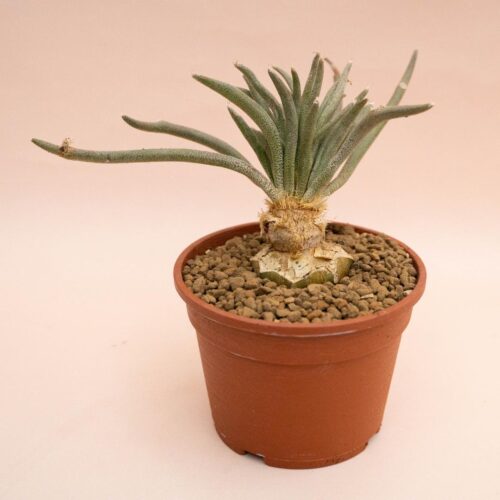 Astrophytum digitostigma caput-medusae Ø 16 cm