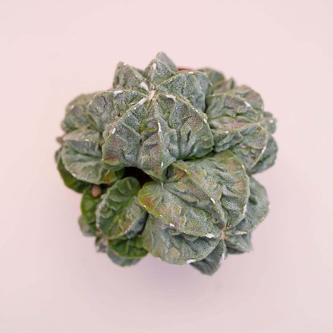 Astrophytum fukuryu Ø 12 cm 724F