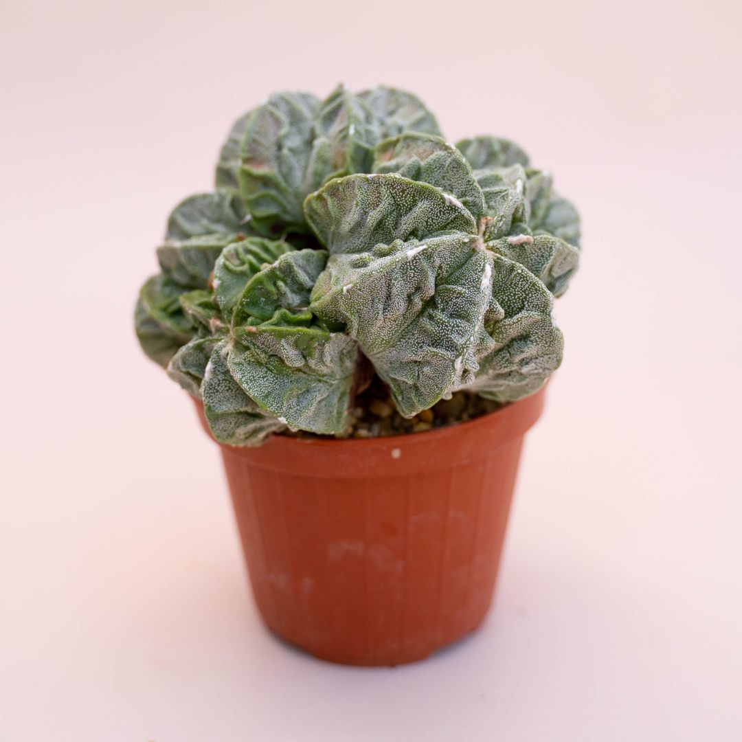 Astrophytum fukuryu Ø 12 cm 724F