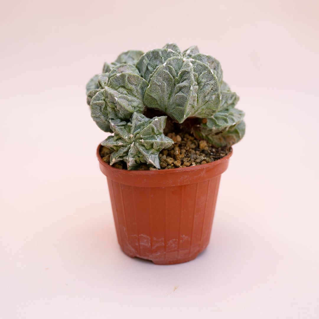 Astrophytum fukuryu Ø 12 cm 724F