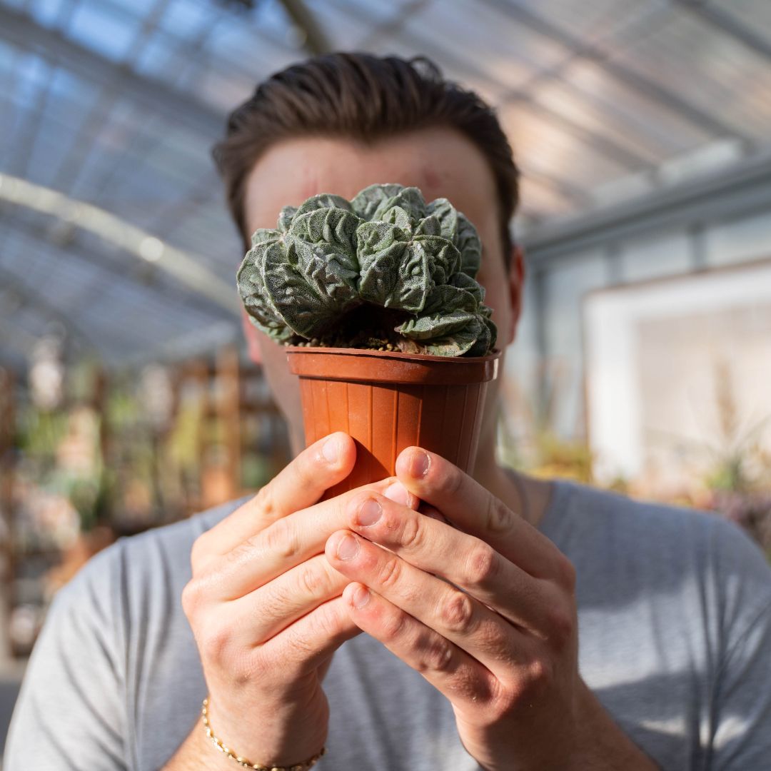Astrophytum fukuryu Ø 12 cm 724F