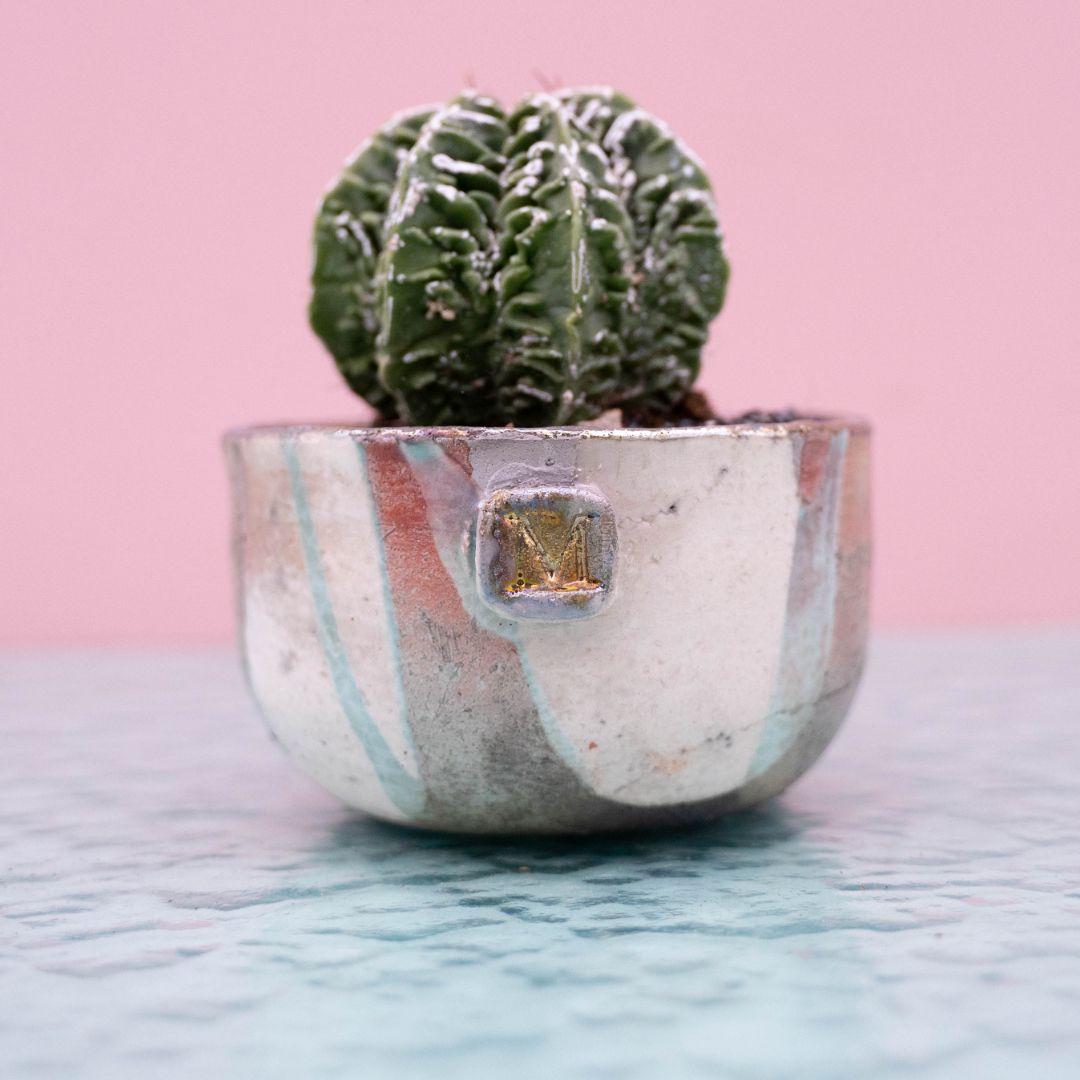 Astrophytum fukuryu 257 Raku