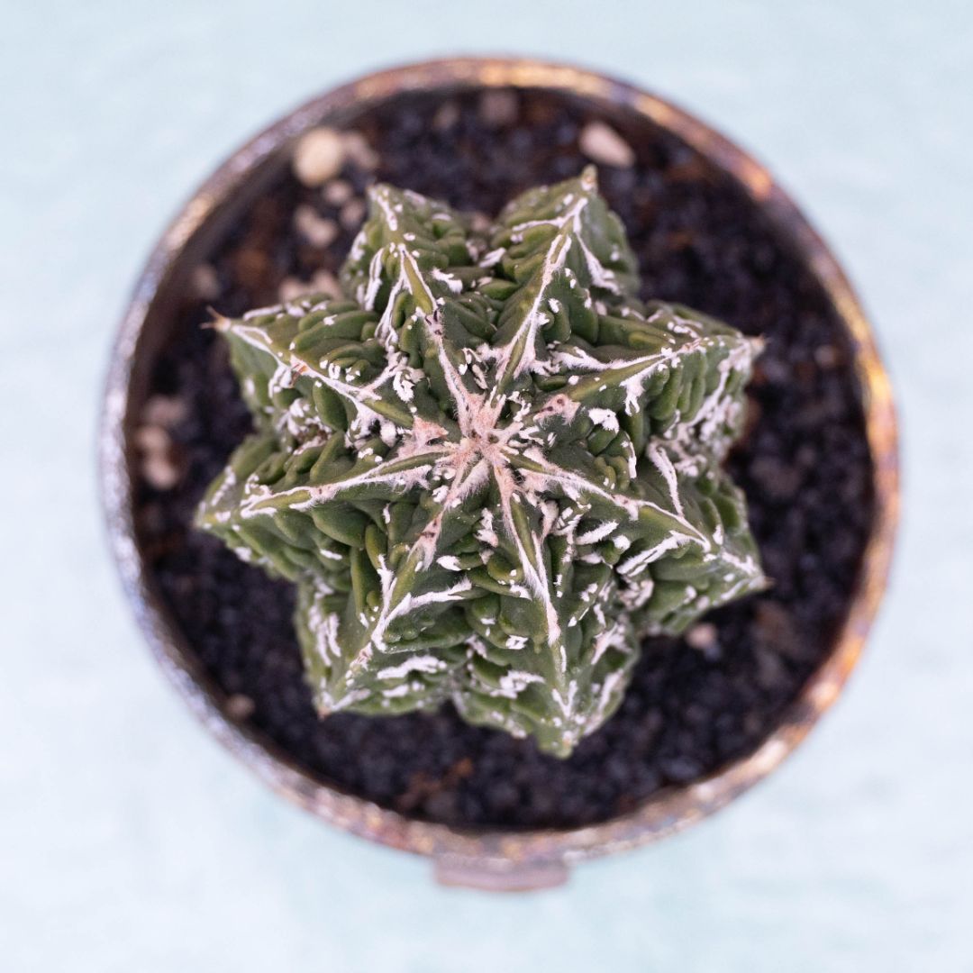 Astrophytum fukuryu 257 Raku