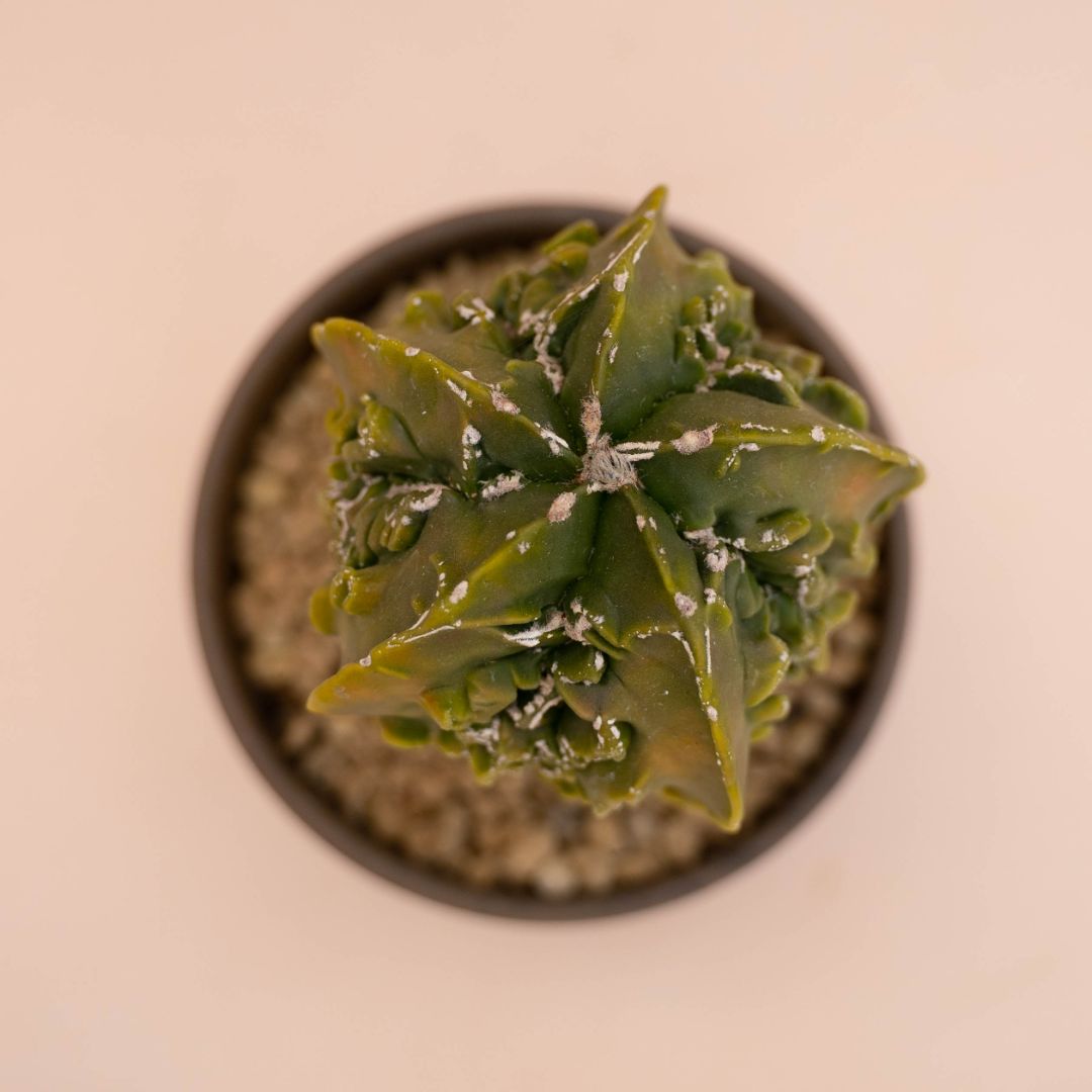 Astrophytum fukuryu nudum Ø 12 cm 782F