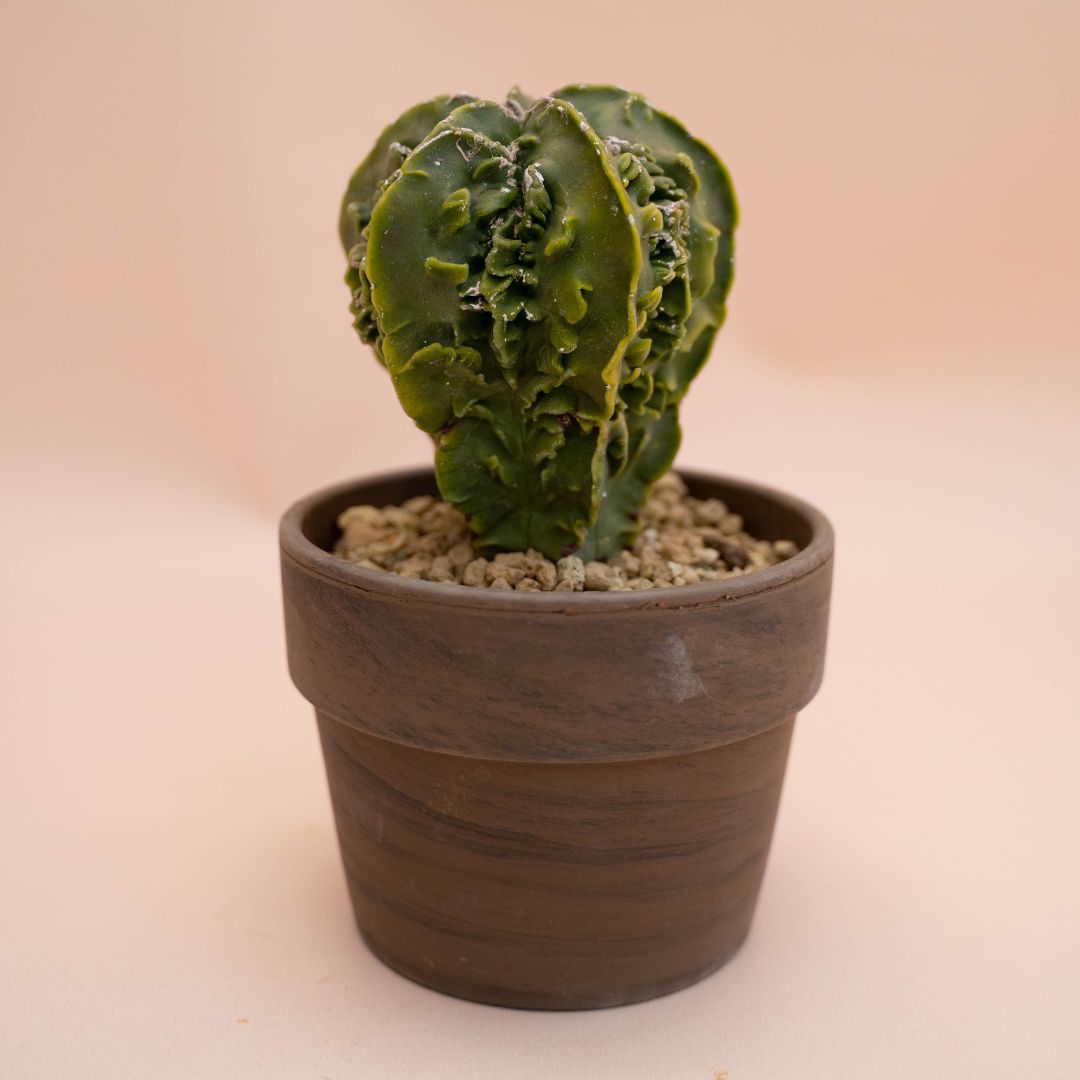 Astrophytum fukuryu nudum Ø 12 cm 782F