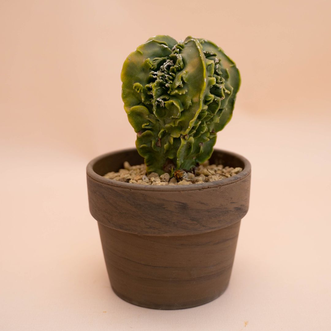 Astrophytum fukuryu nudum Ø 12 cm 782F