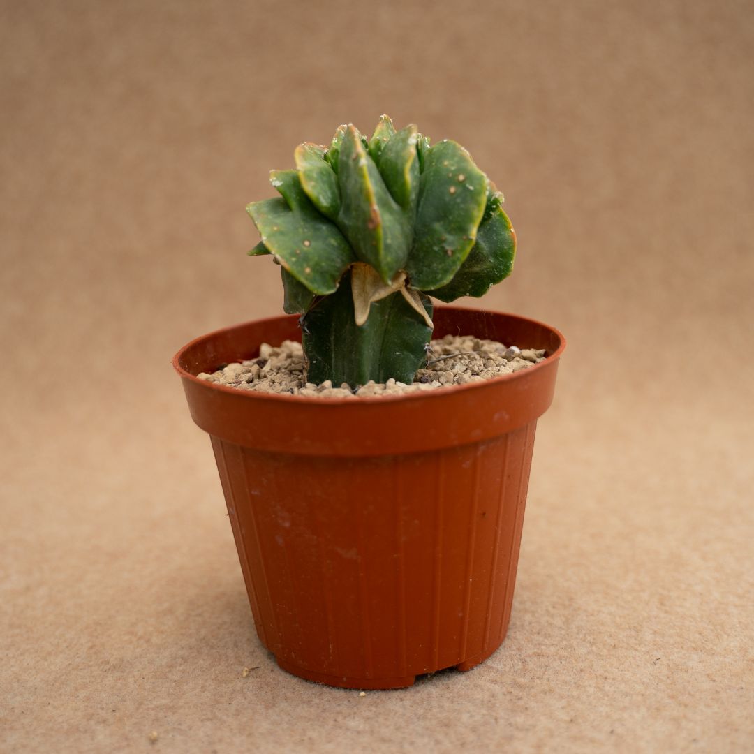 Astrophytum hakujo variegato f. cristata Ø12 cm