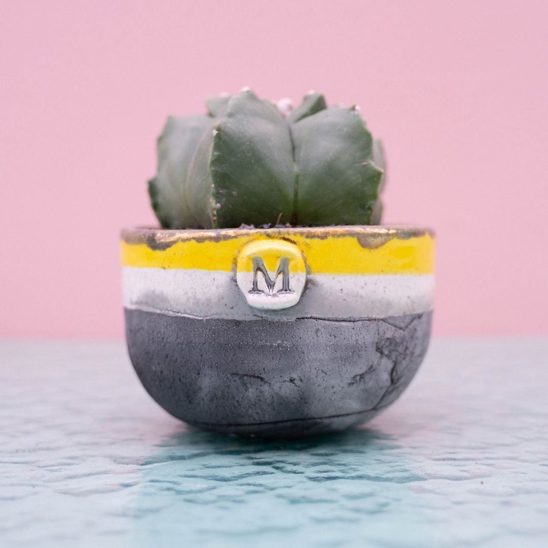 Astrophytum kikko nudum 256 Raku