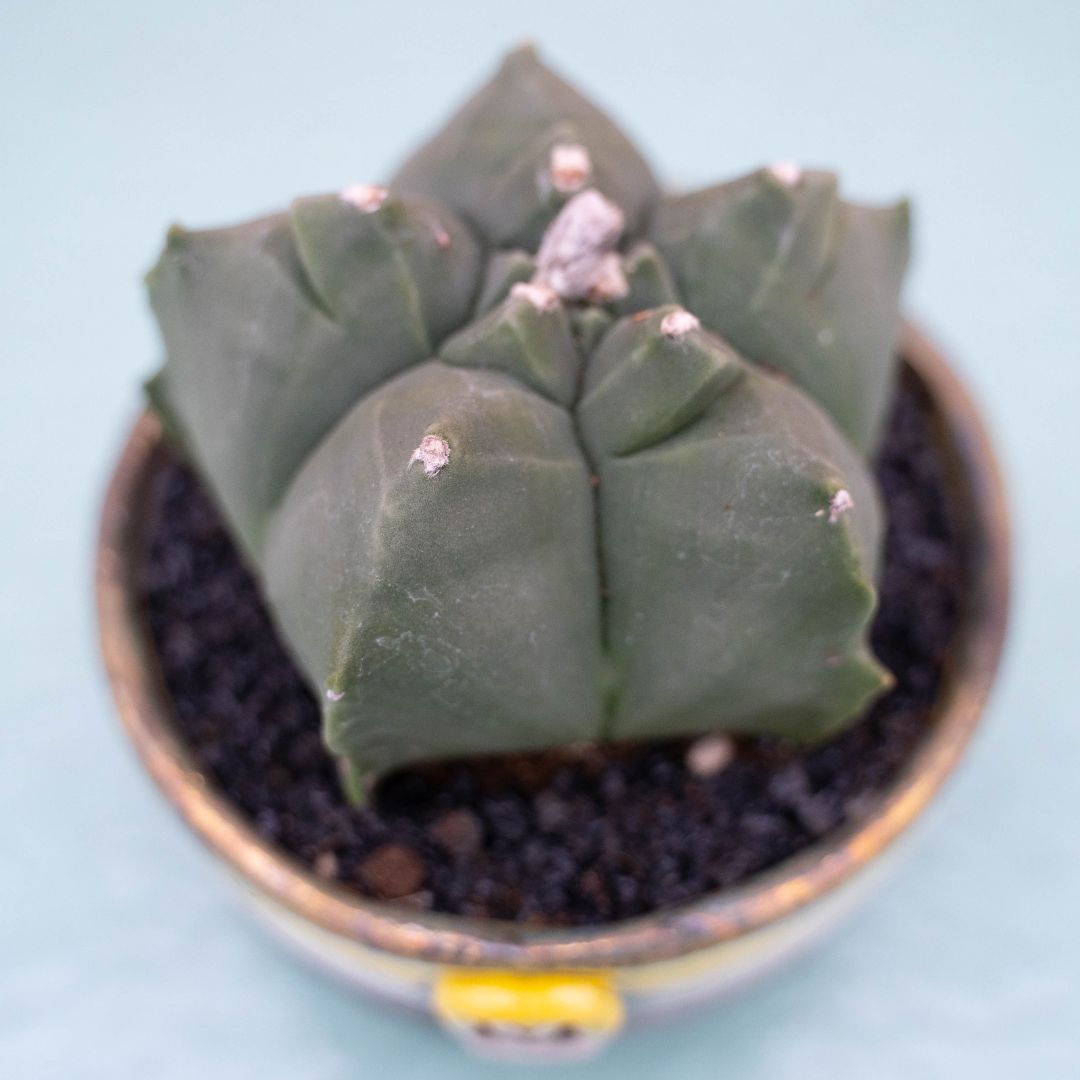 Astrophytum kikko nudum 256 Raku