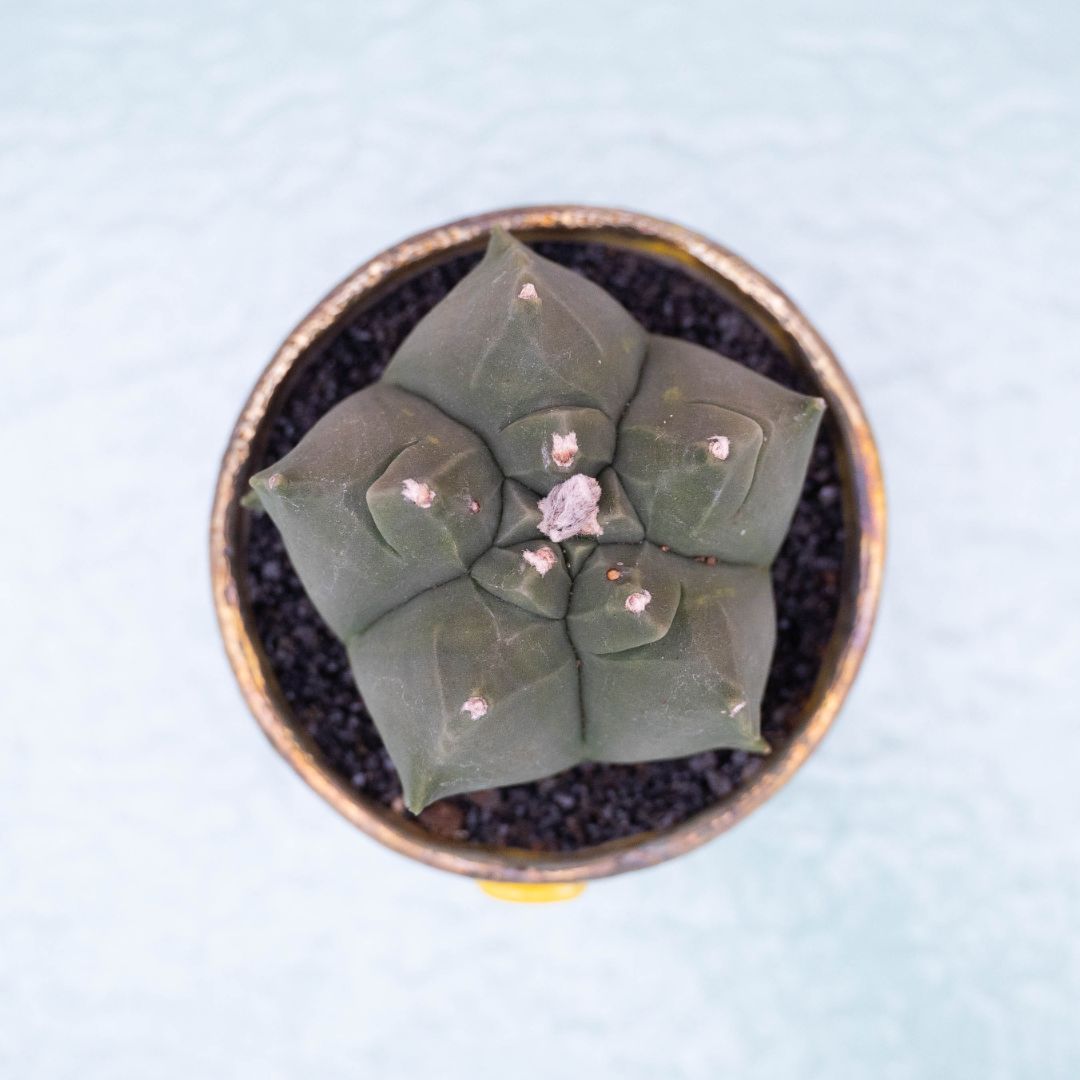 Astrophytum kikko nudum 256 Raku