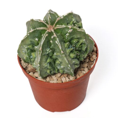 Astrophytum myriostigma 'Fujiyama' akwo-to nudum Ø 10,5 cm