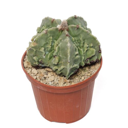 Astrophytum myriostigma 'Fujiyama' nudum Ø 10,5 cm