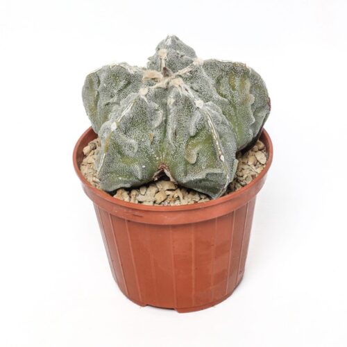 Astrophytum myriostigma 'Fujiyama' Ø 10,5 cm
