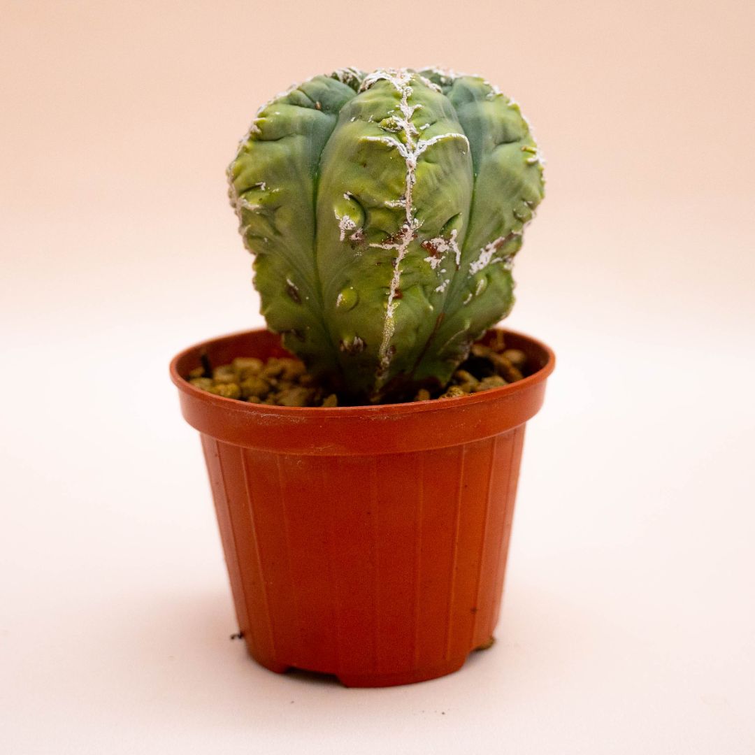 Astrophytum myriostigma fukuryu haku-jo Ø 10,5 cm