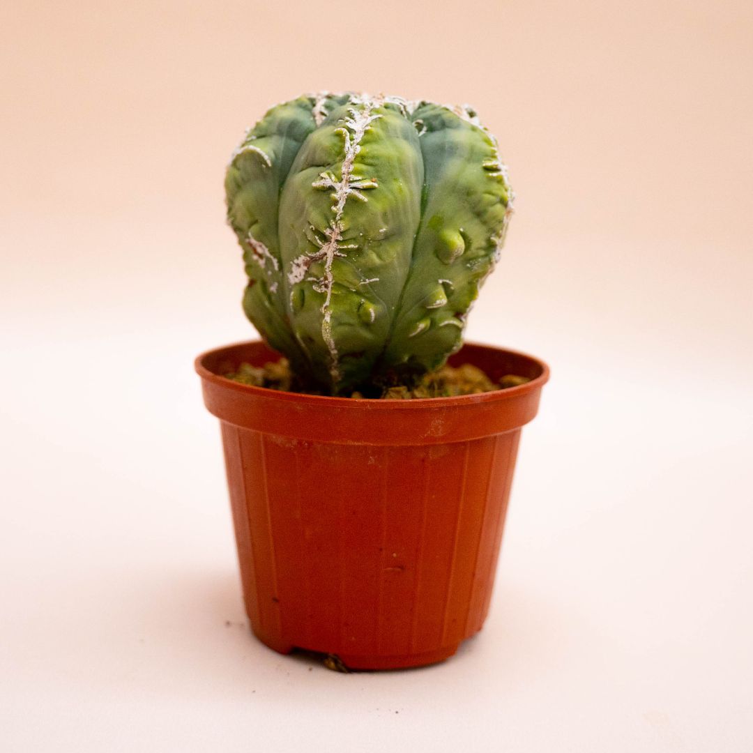 Astrophytum myriostigma fukuryu haku-jo Ø 10,5 cm