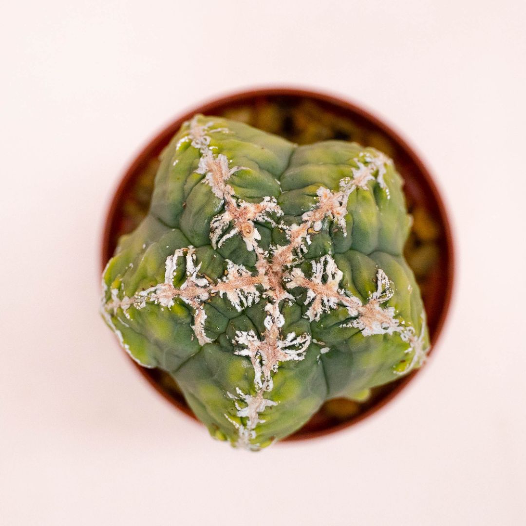 Astrophytum myriostigma fukuryu haku-jo Ø 10,5 cm