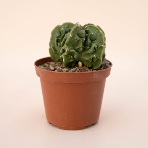 Astrophytum myriostigma fukuryu nudum Ø 10,5 - 614F