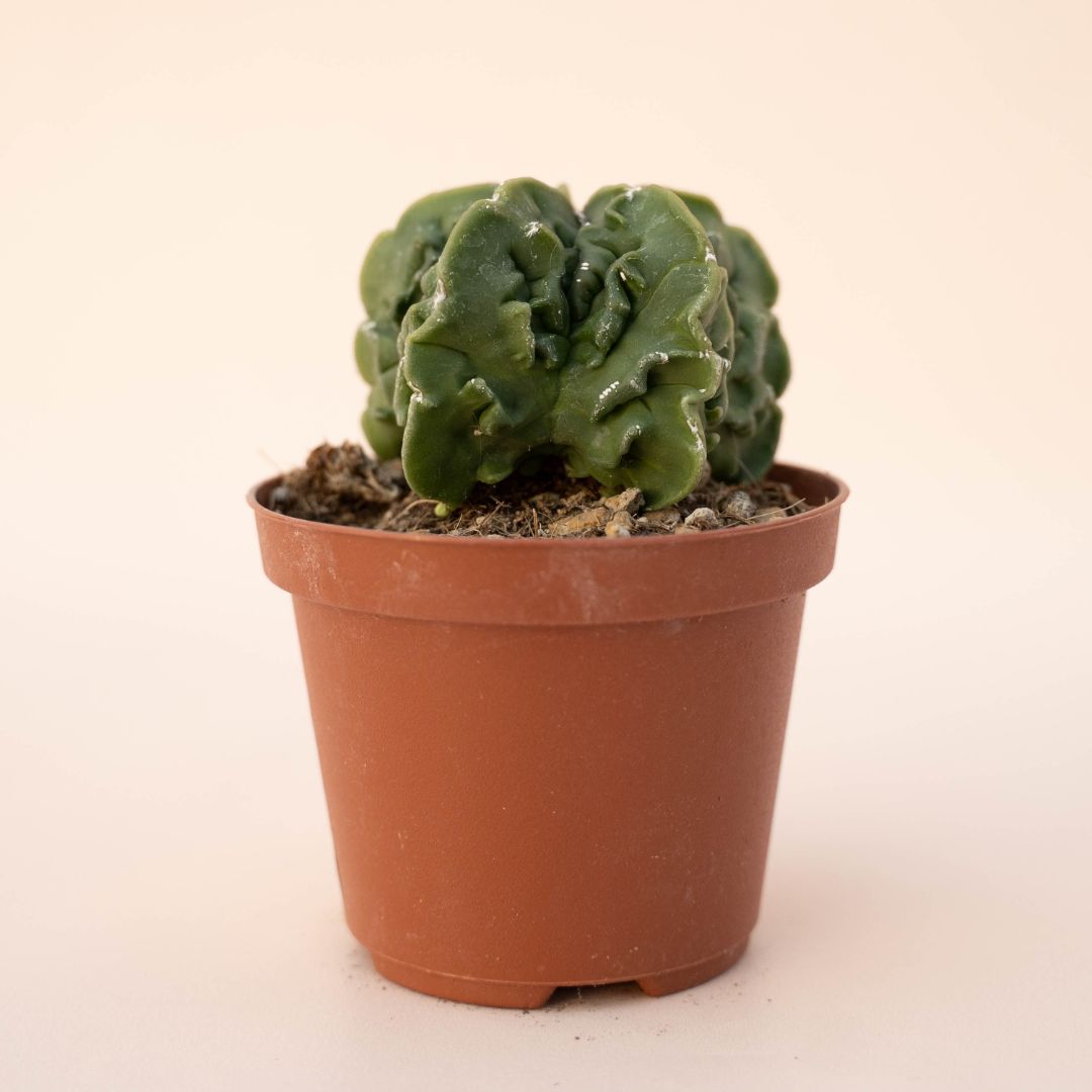 Astrophytum myriostigma fukuryu nudum Ø 10,5 - 614F