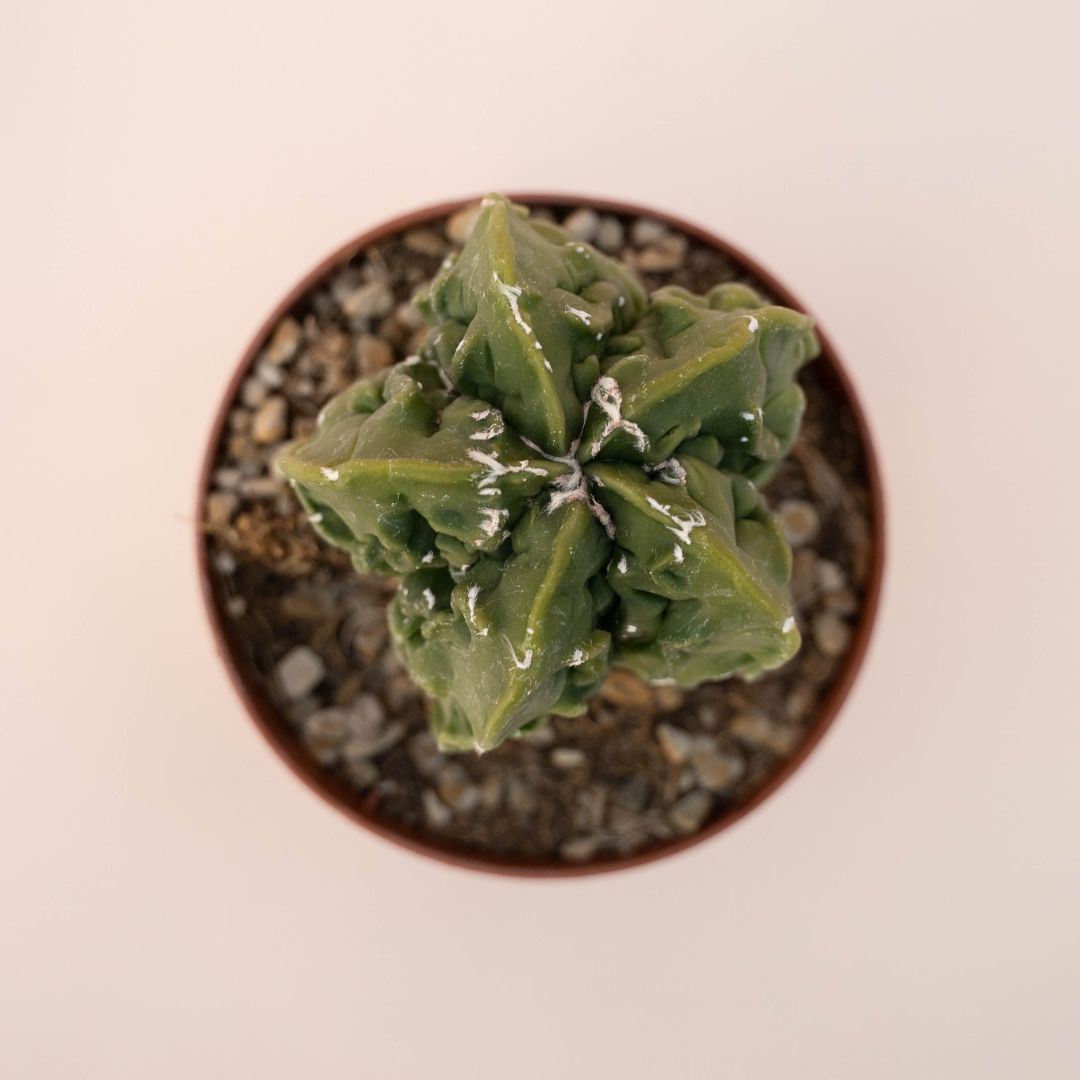 Astrophytum myriostigma fukuryu nudum Ø 10,5 - 614F