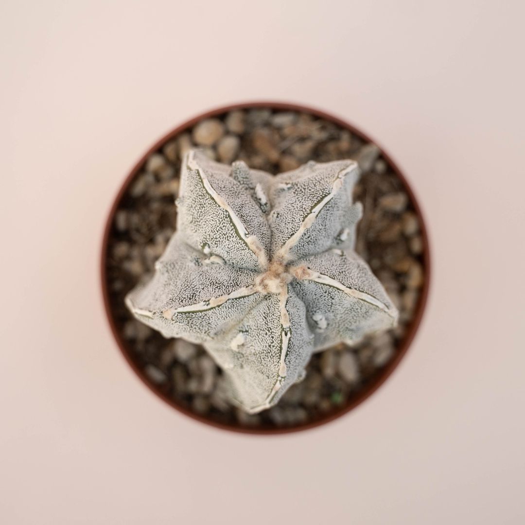 Astrophytum myriostigma fukuryu Ø 10,5 - 613F