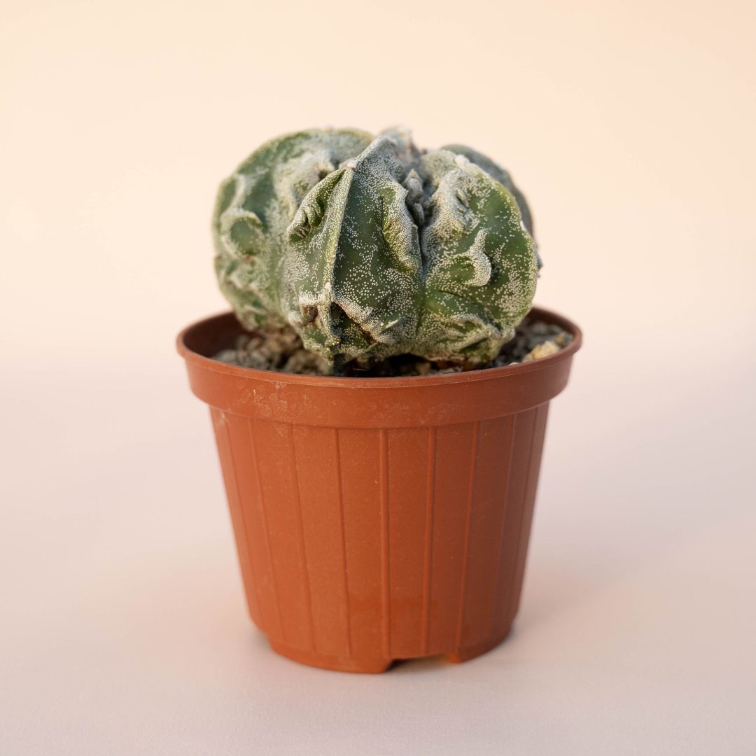 Astrophytum myriostigma fukuryu Ø 10,5 - 617F