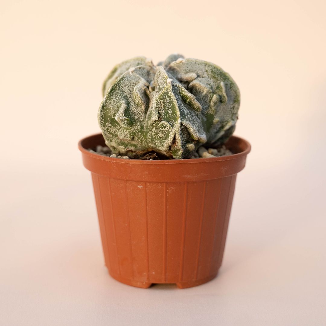 Astrophytum myriostigma fukuryu Ø 10,5 - 617F