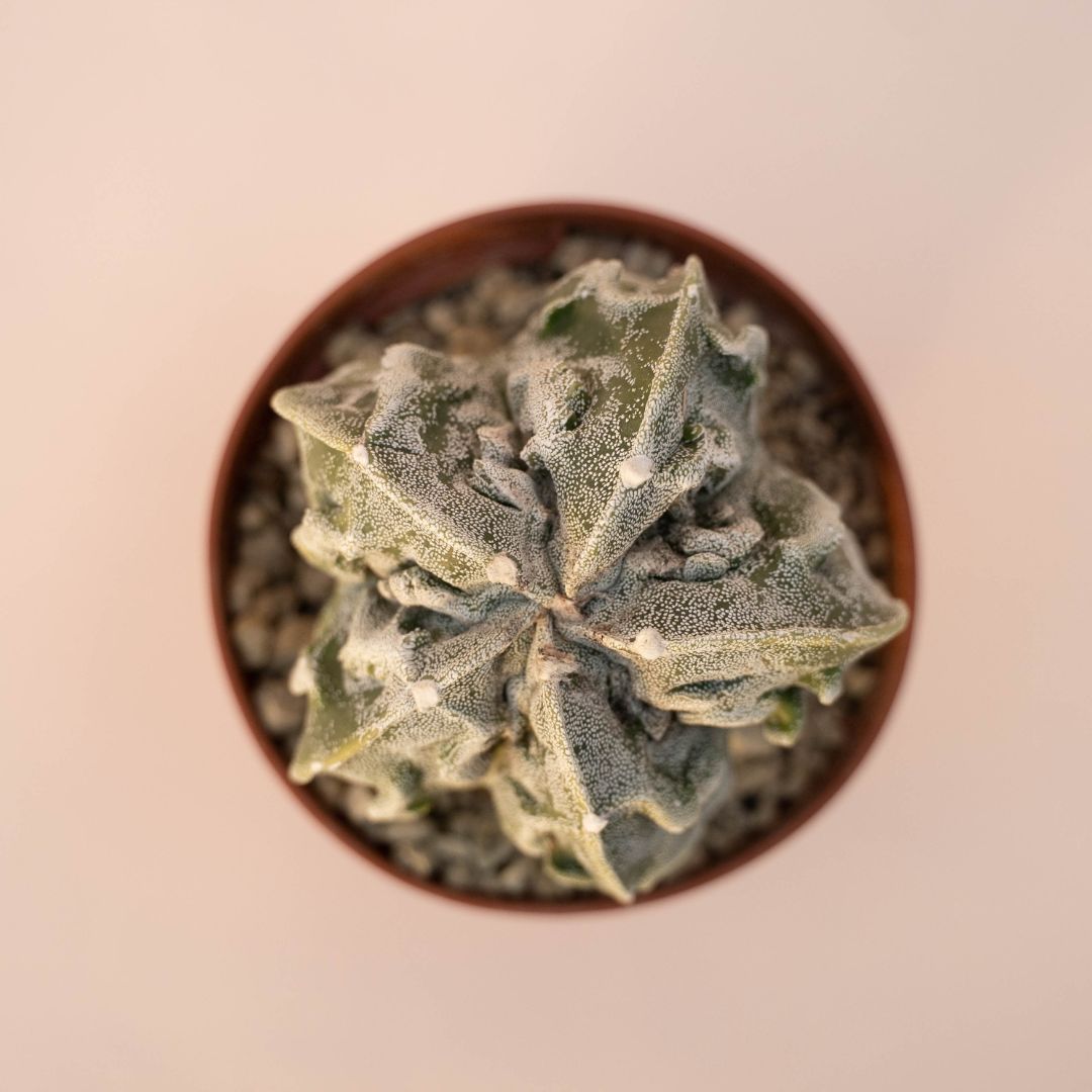 Astrophytum myriostigma fukuryu Ø 10,5 - 617F