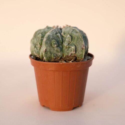 Astrophytum myriostigma fukuryu Ø 10,5 - 619F