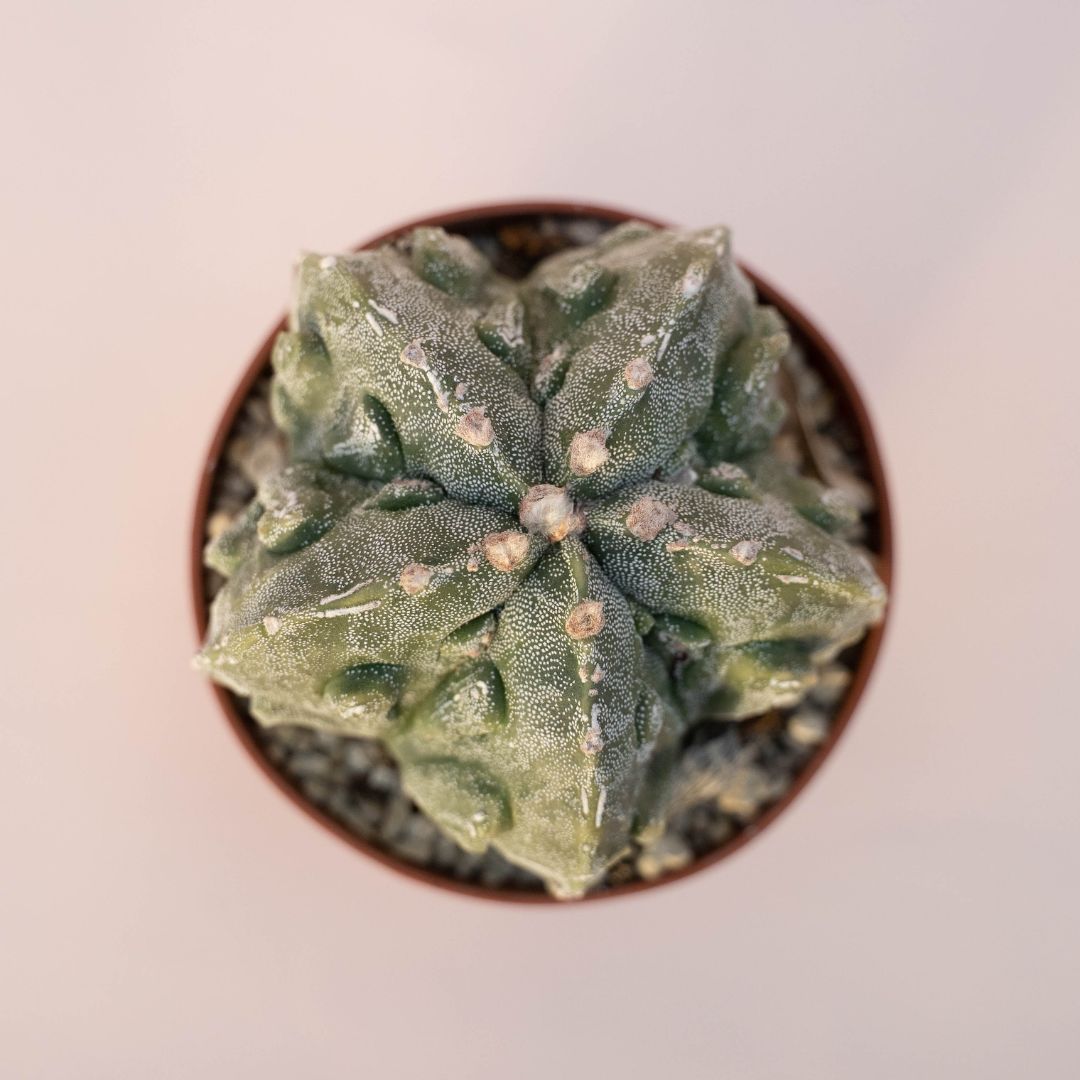 Astrophytum myriostigma fukuryu Ø 10,5 - 619F