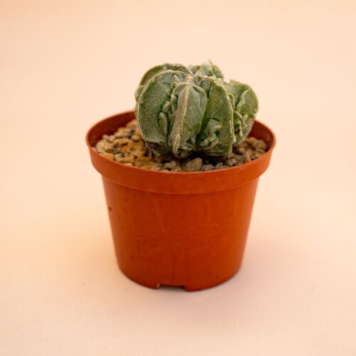 Astrophytum myriostigma fukuryu Ø 10,5 cm 635F