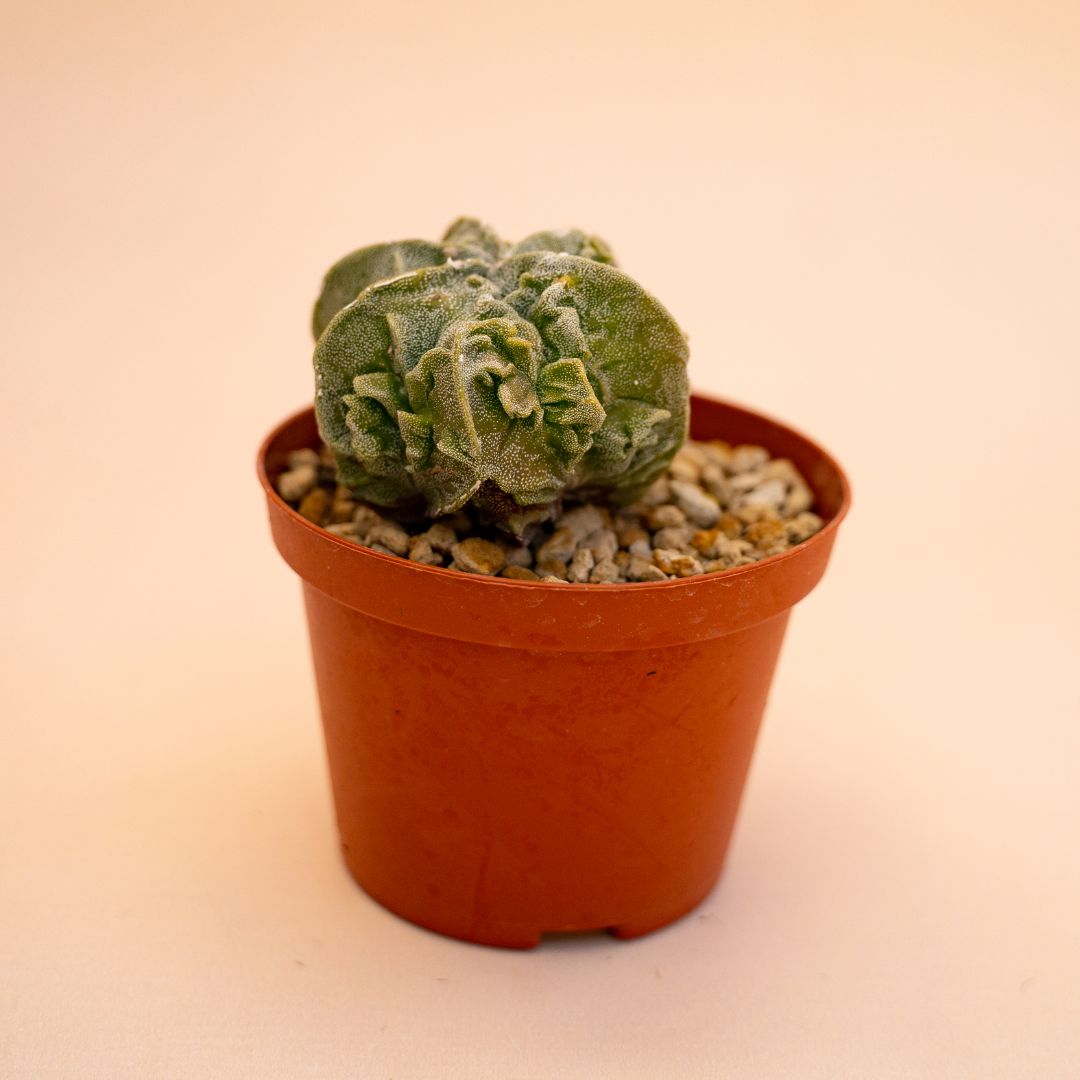 Astrophytum myriostigma fukuryu Ø 10,5 cm 635F