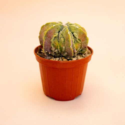 Astrophytum myriostigma fukuryu Ø 10,5 cm 636F