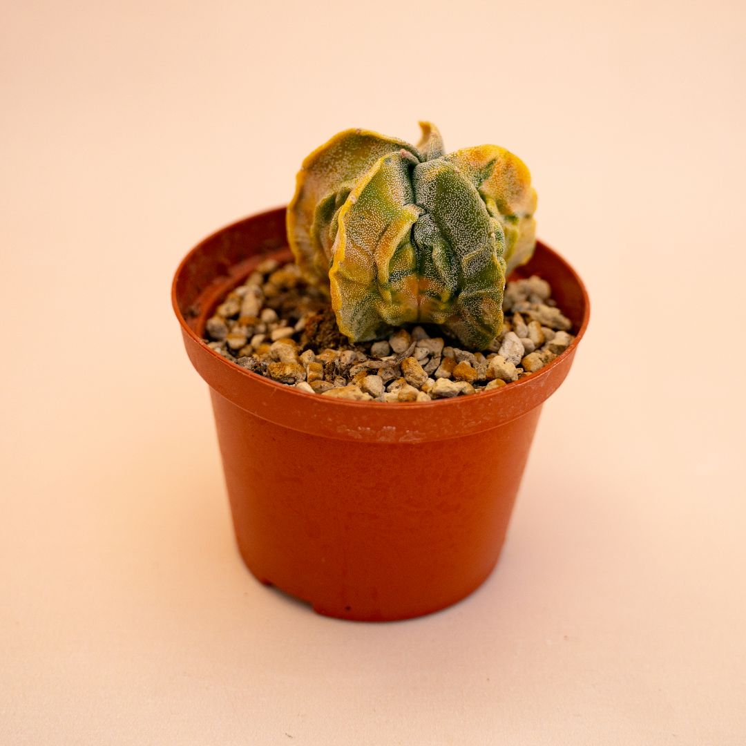 Astrophytum myriostigma fukuryu variegato Ø 10,5 cm 637F