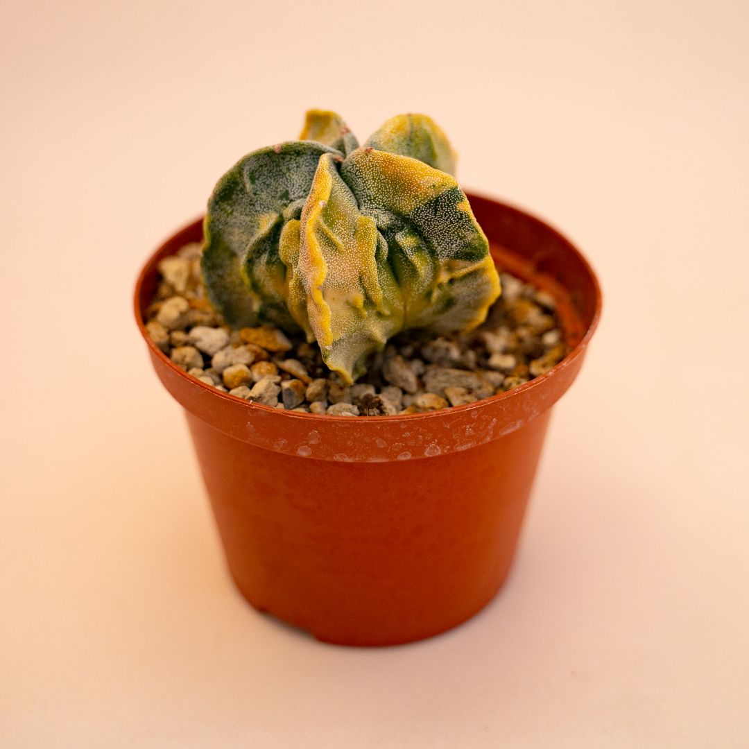 Astrophytum myriostigma fukuryu variegato Ø 10,5 cm 637F