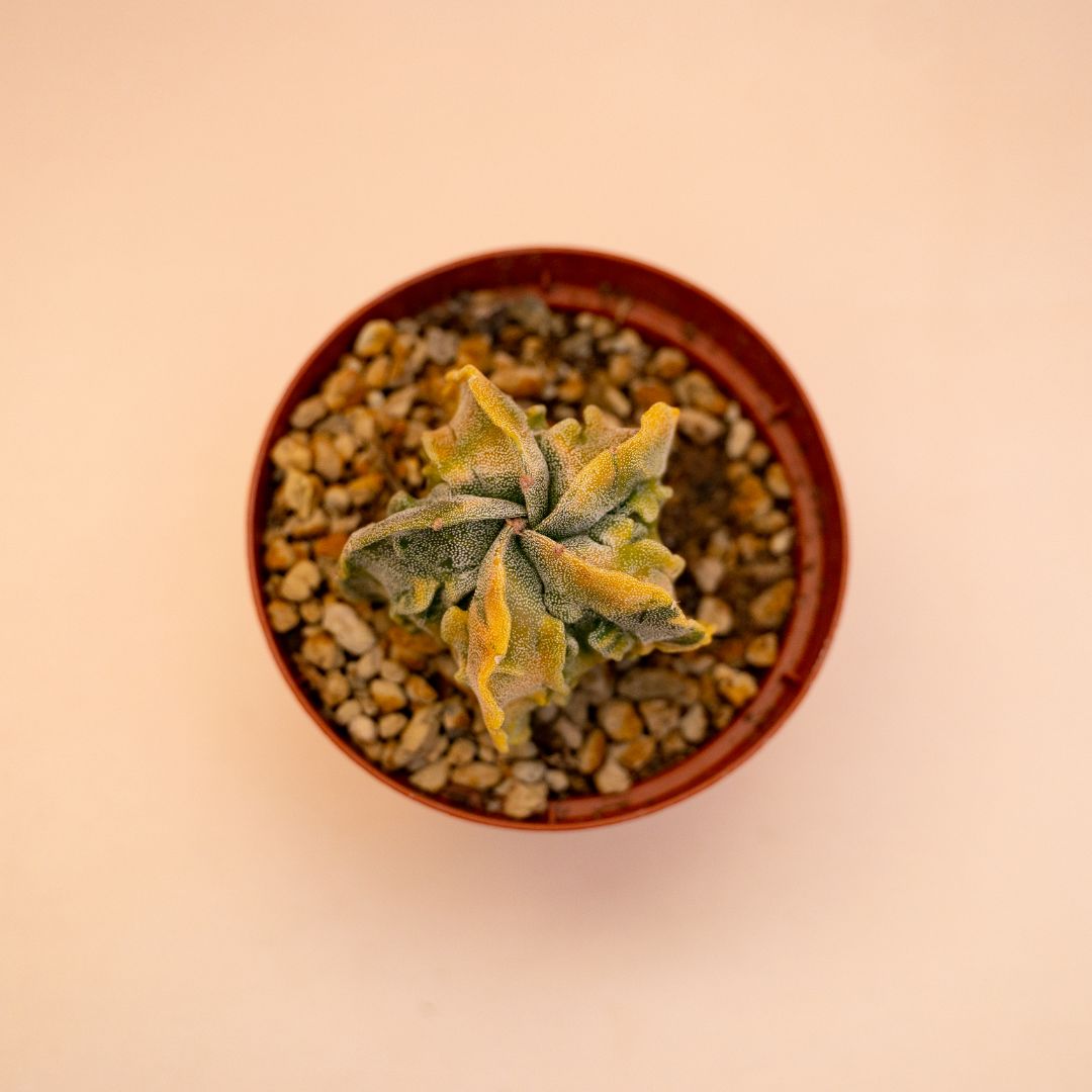 Astrophytum myriostigma fukuryu variegato Ø 10,5 cm 637F