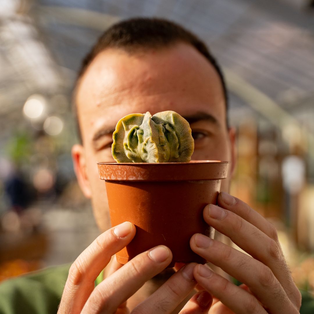 Astrophytum myriostigma fukuryu variegato Ø 10,5 cm 637F