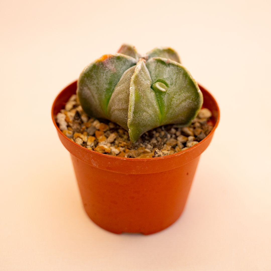 Astrophytum myriostigma fukuryu variegato Ø 10,5 cm 651F