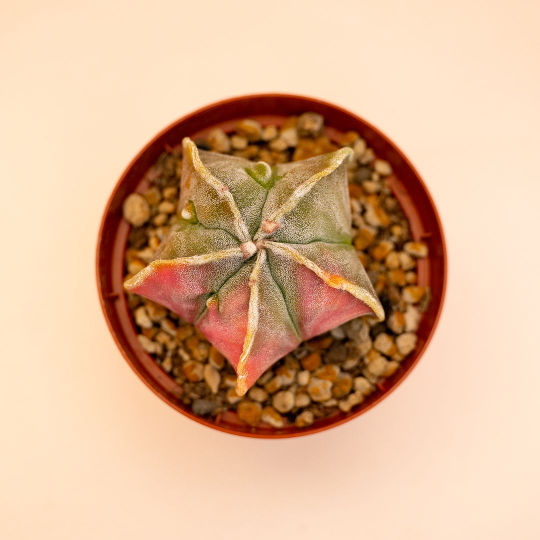 Astrophytum myriostigma fukuryu variegato Ø 10,5 cm 651F