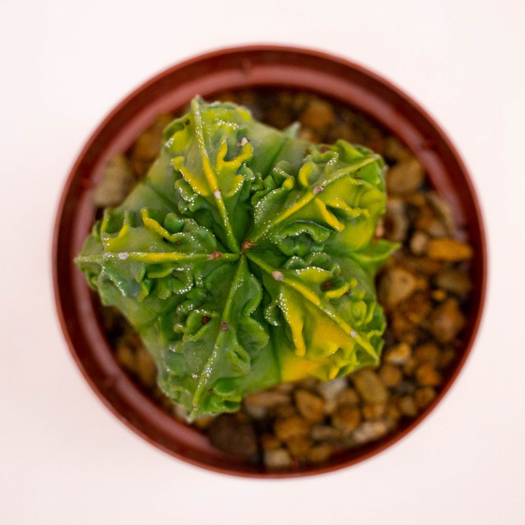 Astrophytum myriostigma fukuryu variegato Ø 10,5 cm