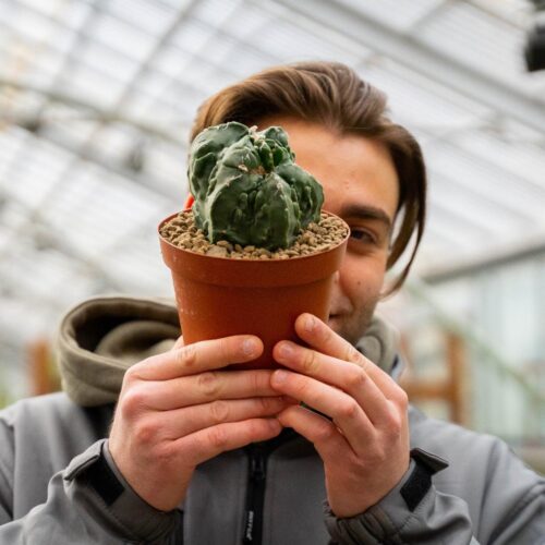 Astrophytum myriostigma Haku-jo fukuryo mostruoso Ø 14 cm