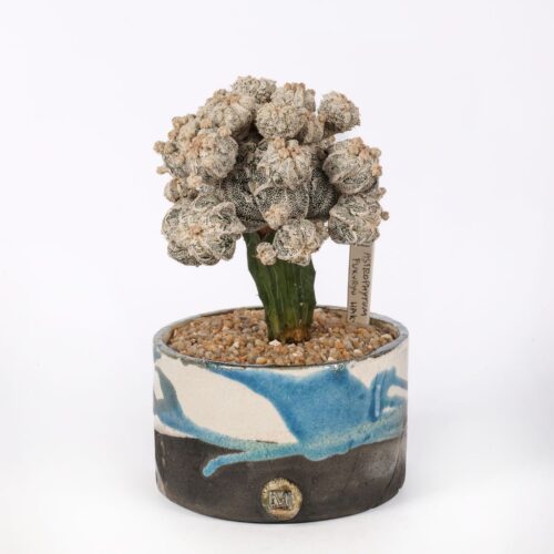 Astrophytum myriostigma Hakuun Fukuryu