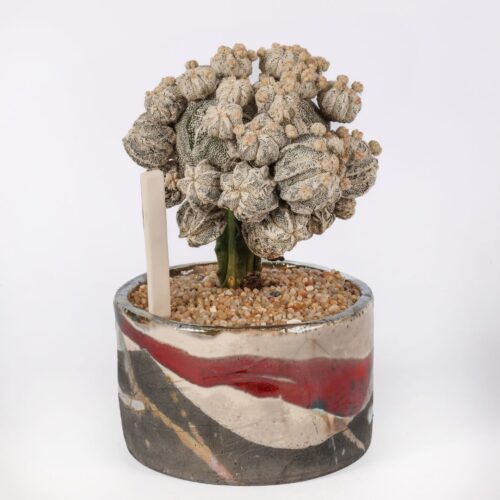 Astrophytum myriostigma Hakuun Fukuryu