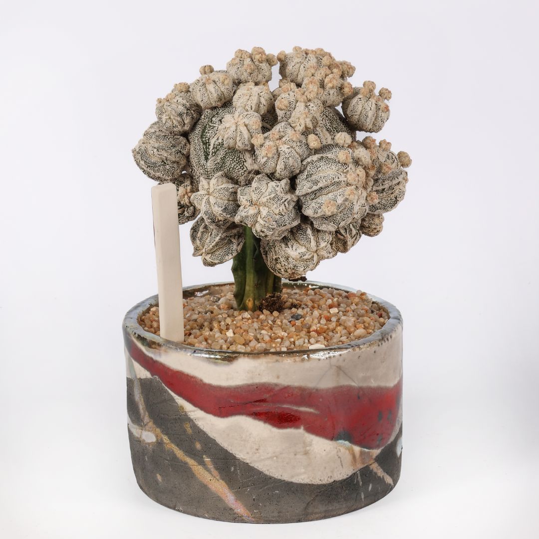 Astrophytum myriostigma Hakuun Fukuryu