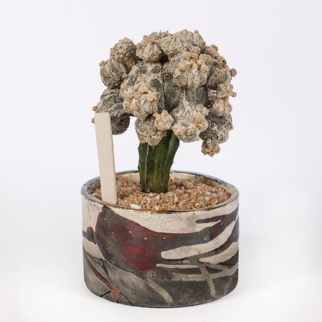 Astrophytum myriostigma Hakuun Fukuryu