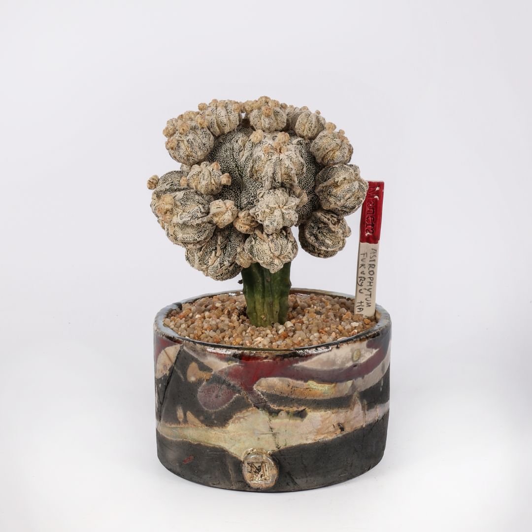 Astrophytum myriostigma Hakuun Fukuryu